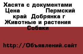 Хасята с документами › Цена ­ 20 000 - Пермский край, Добрянка г. Животные и растения » Собаки   